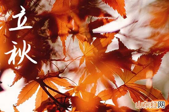 立秋时节古代梧桐报秋的习俗与哪个成语有关