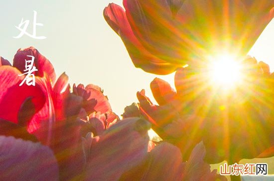 处暑给客户的问候短信 处暑给客户发祝福语