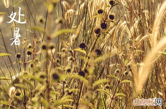 2023处暑吃什么食物养生 处暑时节养生蔬果及食谱推荐