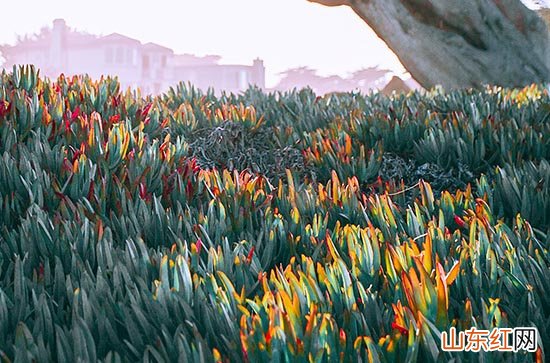 2023年初伏第一天是几月几号,哪一天入伏