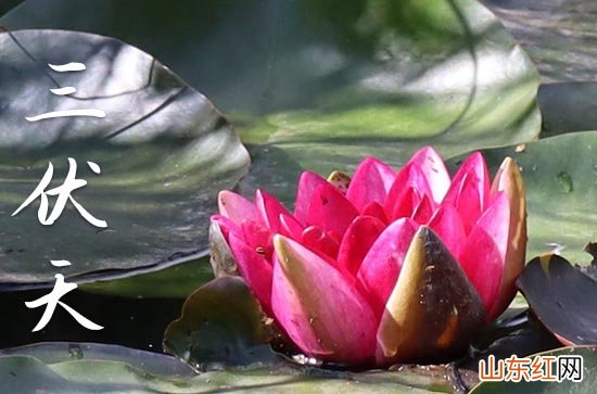 2023年三伏天是30天还是40天