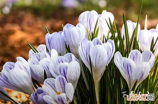 2023年6月骨灰下葬吉日 2023年6月最佳骨灰下葬黄道吉日
