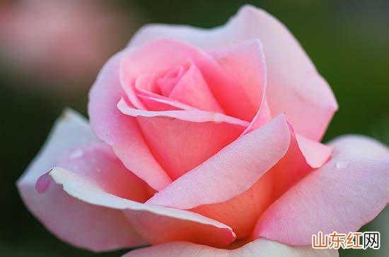 2024情人节祝福语大全简短50句