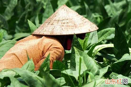 2024五一劳动节送给领导的祝福语