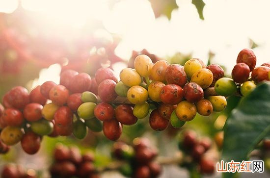 2023三伏天是几月几号 三伏天2023从哪天开始