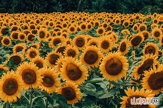 2023年三伏天开始时间什么时候 2023三伏天从什么时候开始