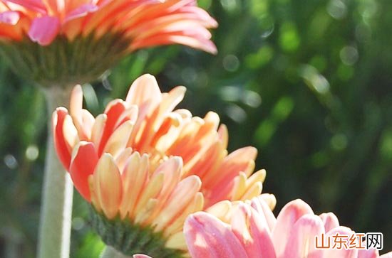 2023年三伏天一般在哪两个节气之间 三伏天吃什么好