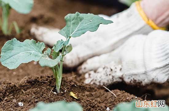 劳动节祝福语简短10字2024