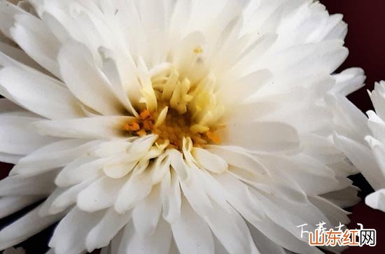 2023年7月份下葬最佳黄道吉日查询