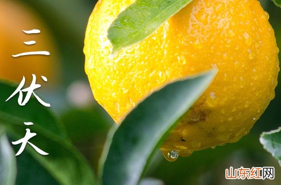 2023年入伏是哪一天 2023年入伏时间是几点几分