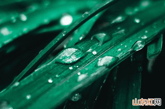 在夏季雨天适合发朋友圈的句子80句