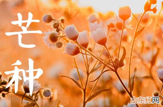 2023芒种吃什么水果好 有哪些功效
