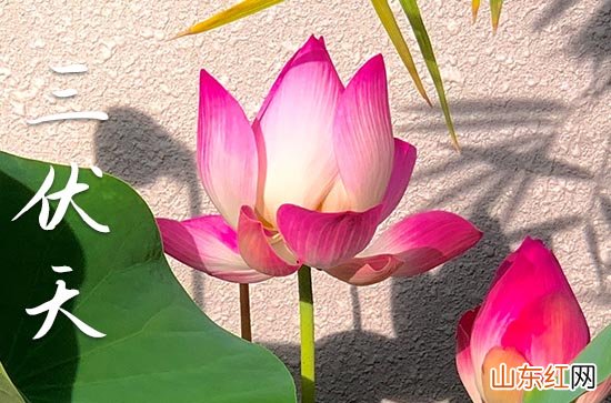 初伏离什么节气最近 距离初伏最近的节气是什么