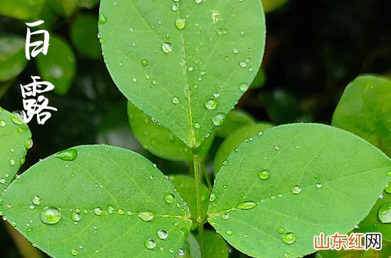 2023九月白露温馨文艺的秋天说说80句,白露秋天早安心