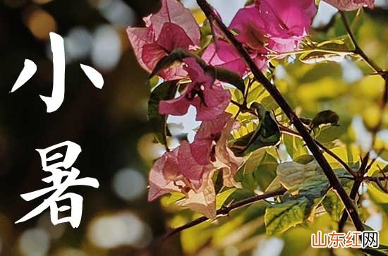 2023小暑问候祝福语大全