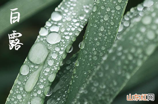 2023唯美文艺的白露说说祝福语100句