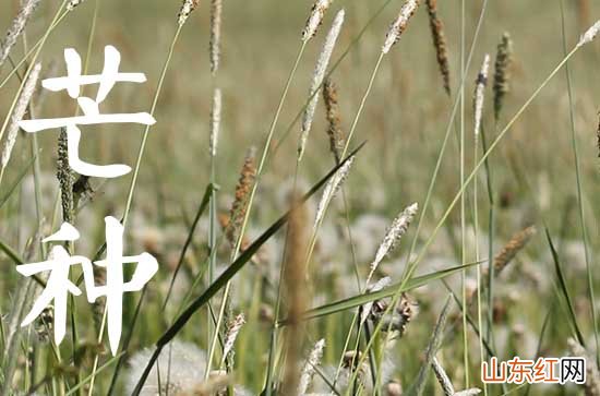 精选 经典芒种时节句子素材