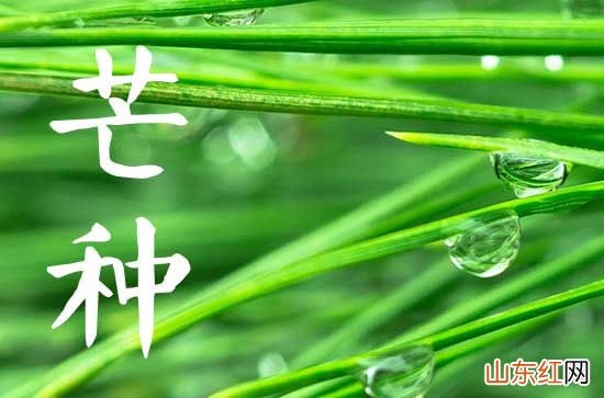 115句 24节气之芒种文案说说