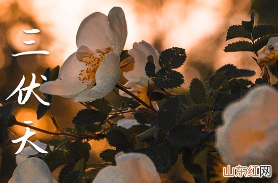 2023年的三伏天有多少天