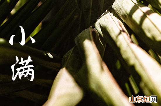 小满湿热渐增 清热祛湿正当时