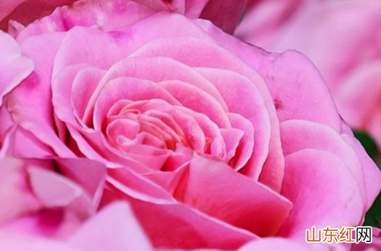 初中毕业朋友圈文案简短 初中毕业朋友圈文案配图