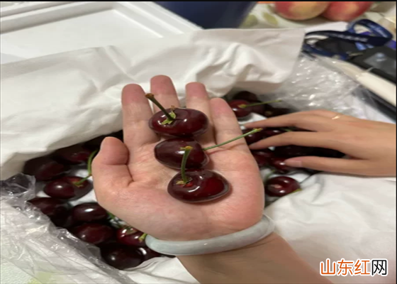 几月份吃樱桃的季节