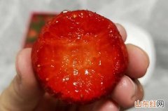 野生草莓什么季节成熟