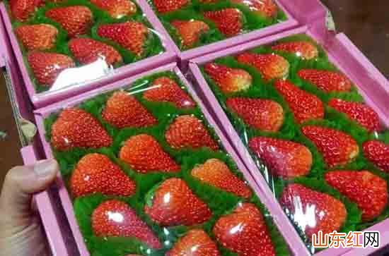 正常草莓什么季节成熟