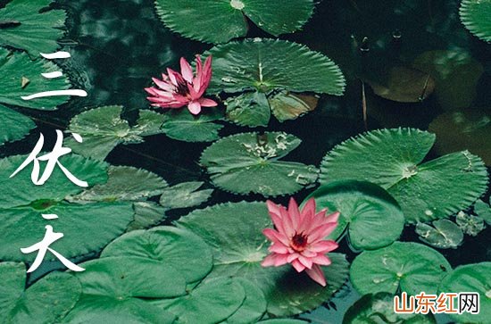 2023年三伏天的第一天是哪一天 今年三伏天时间表