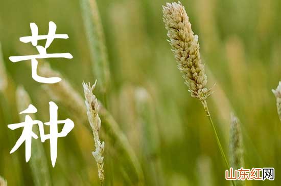 2023年芒种是收获的季节吗 2023芒种的习俗