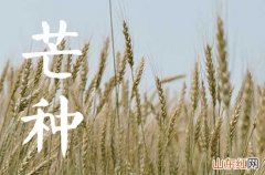 2023年芒种是农历几月 2023芒种的特点