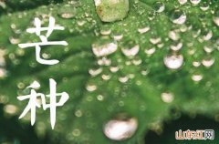 时雨及芒种是什么节气 2023年芒种的日期