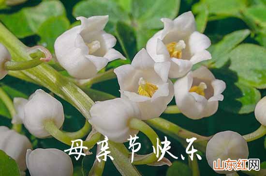 2023悄悄的祝愿—母亲节祝愿短信大全