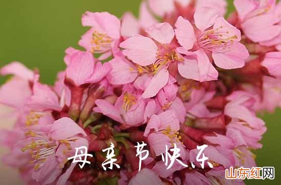 2023年母亲节优美的祝福语集锦36句