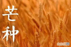 2023年芒种节气是哪一天 2023年芒种的时间