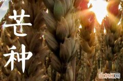 2023年芒种的来历和风俗芒种节气的传统习俗