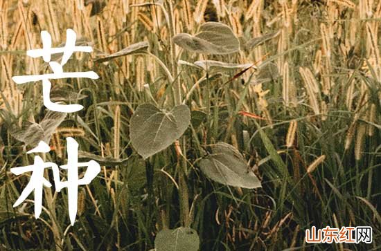 2023年芒种后9天是农历几月 为什么芒种重要