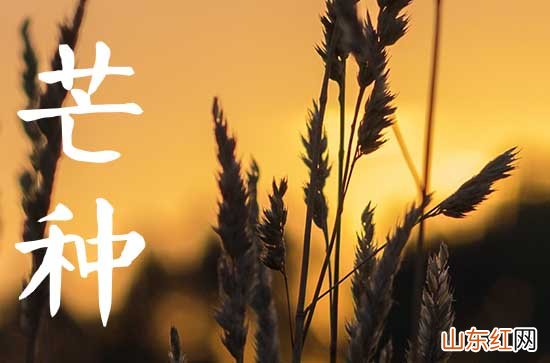 2023年芒种能回娘家吗 适合带什么礼物