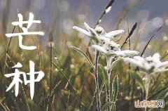 2023芒种是哪天几点几分 2023年芒种是什么时候