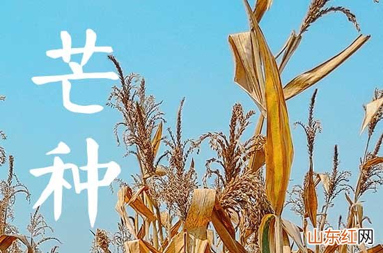 2023芒种节气可以领证吗 2023年的芒种这天领证好吗