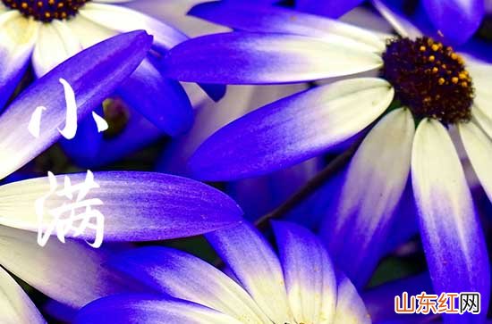 2023小满祝福语简短优美 小满节气简短祝福送朋友