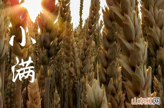 2023年小满是几月几号 小满养生有哪些