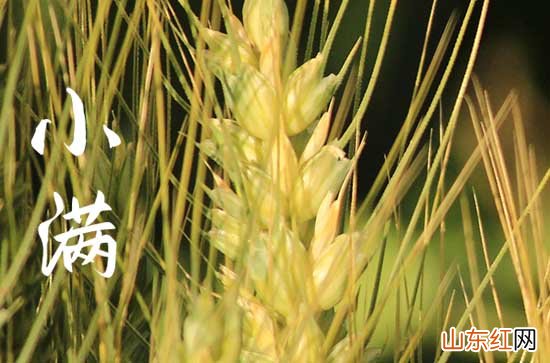 2023小满是哪天几点几分 2023年小满是哪个时间