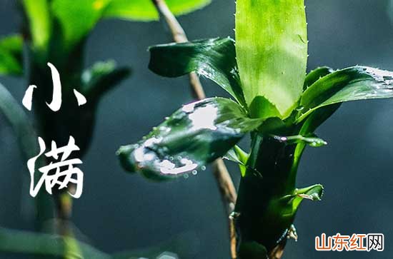 2023小满是几月几号农历 今年什么时候是小满