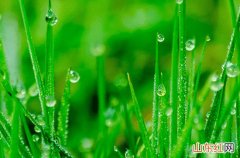 谷雨下雨好还是不下雨好 谷雨下雨预示着什么