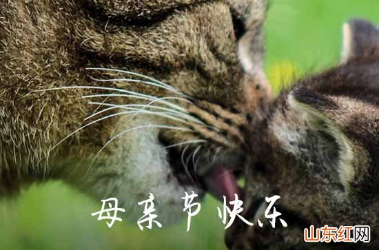 2023母亲节QQ祝福语29句