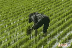 2023谷雨节气会下雨吗 谷雨的习俗