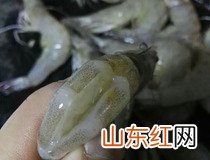 蒜蓉粉丝蒸虾 美味家常菜蒜蓉粉丝蒸虾做法